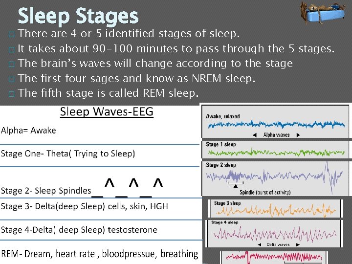 Sleep Stages There are 4 or 5 identified stages of sleep. � It takes