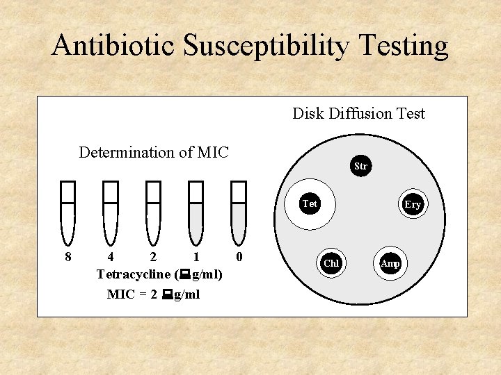 Antibiotics Protein Synthesis Nucleic Acid Synthesis and Metabolism