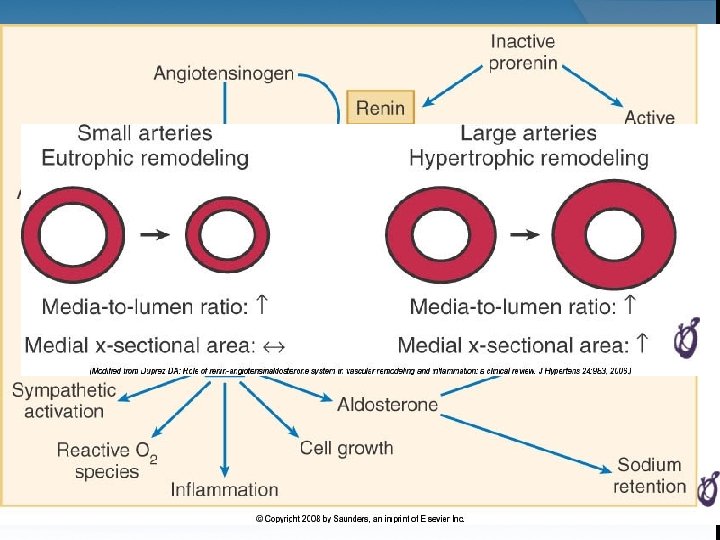 Libby, Bonow, Mann, Zipes; Braunwald Tratado de Cardiología; 8ª edición; Editorial Elsevier, 2009. 