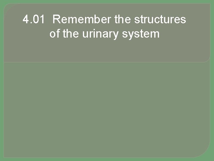 4. 01 Remember the structures of the urinary system 