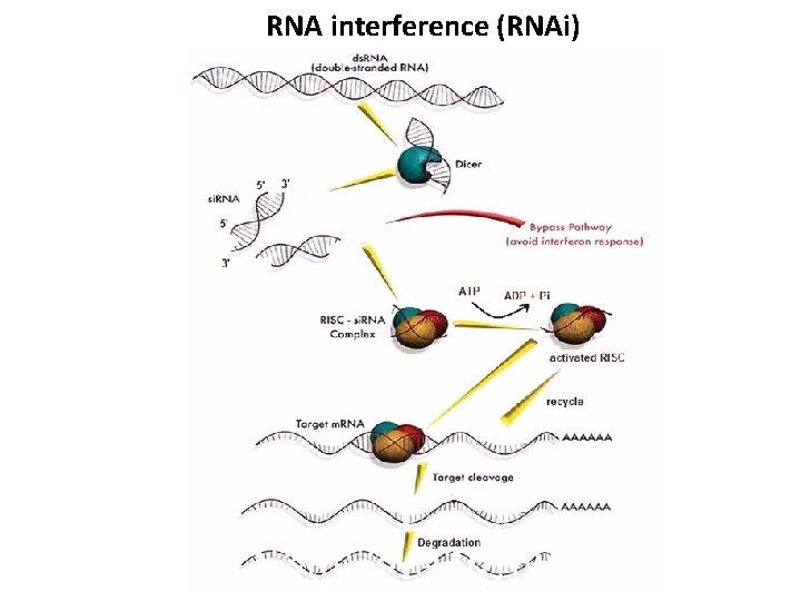 RNA interference (RNAi) 