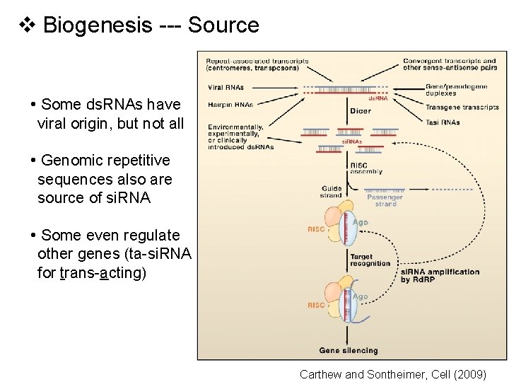 v Biogenesis --- Source • Some ds. RNAs have viral origin, but not all