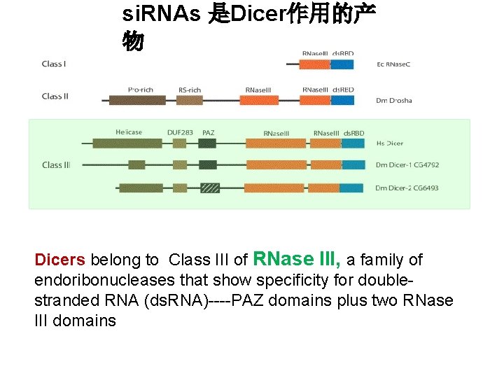si. RNAs 是Dicer作用的产 物 Dicers belong to Class III of RNase III, a family
