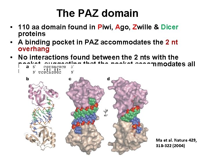 The PAZ domain • 110 aa domain found in Piwi, Ago, Zwille & Dicer