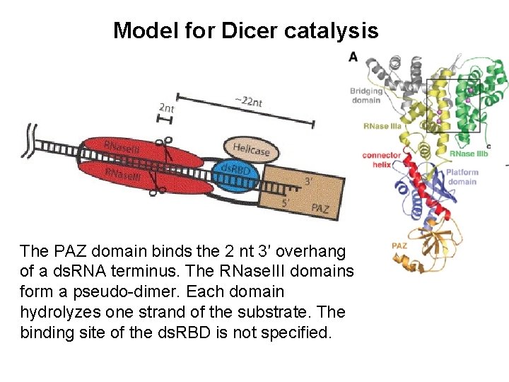 Model for Dicer catalysis The PAZ domain binds the 2 nt 3′ overhang of