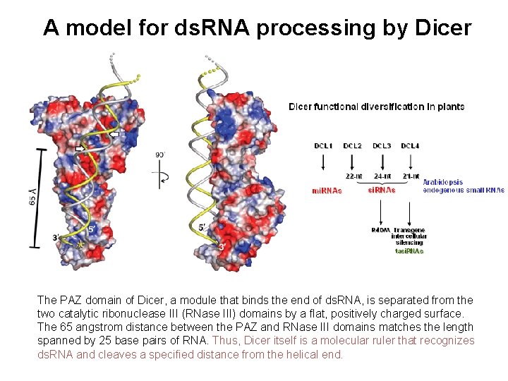 A model for ds. RNA processing by Dicer The PAZ domain of Dicer, a