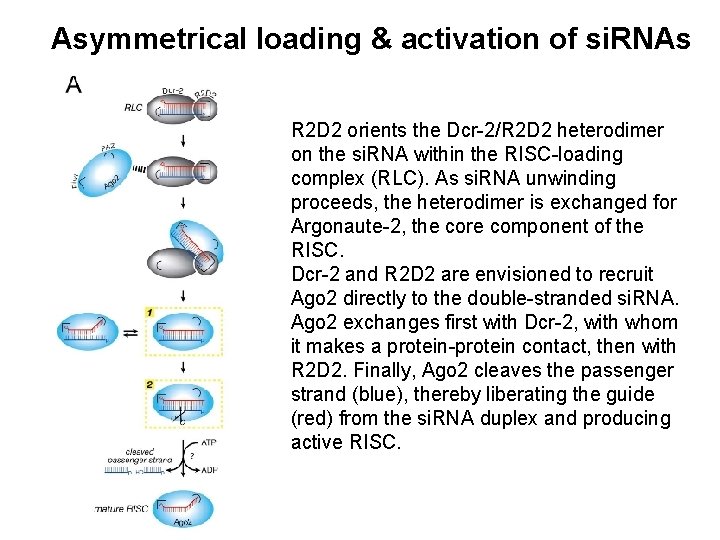 Asymmetrical loading & activation of si. RNAs R 2 D 2 orients the Dcr-2/R