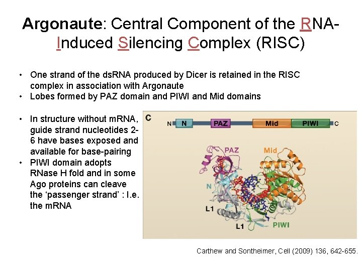 Argonaute: Central Component of the RNAInduced Silencing Complex (RISC) • One strand of the
