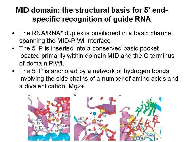 MID domain: the structural basis for 5’ endspecific recognition of guide RNA • The