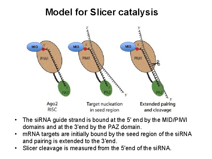 Model for Slicer catalysis MID MID • The si. RNA guide strand is bound