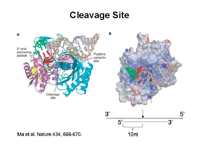 Cleavage Site 