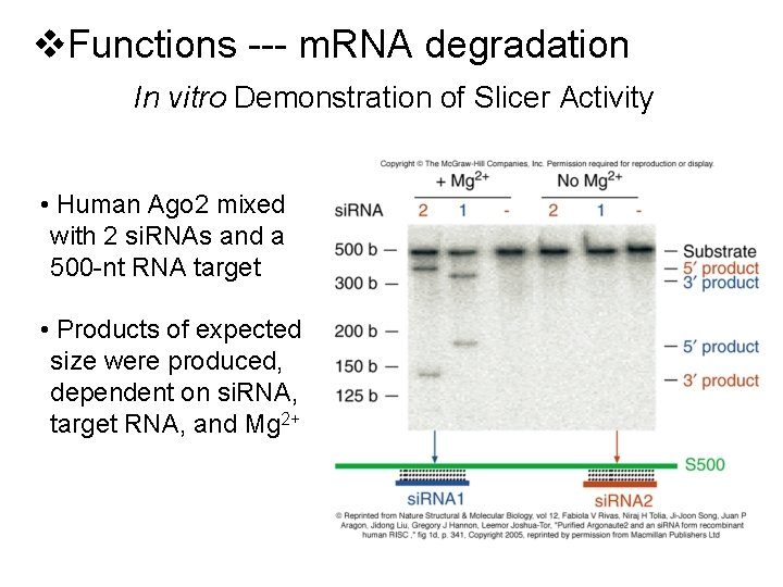 v. Functions --- m. RNA degradation In vitro Demonstration of Slicer Activity • Human