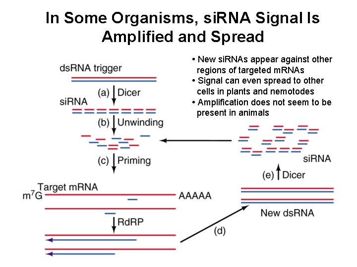 In Some Organisms, si. RNA Signal Is Amplified and Spread • New si. RNAs