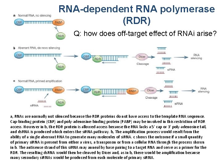 RNA-dependent RNA polymerase (RDR) Q: how does off-target effect of RNAi arise? a, RNAs