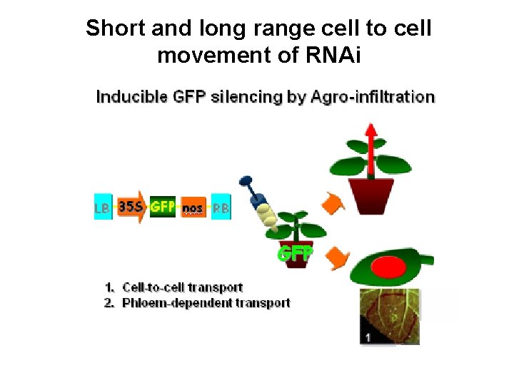 Short and long range cell to cell movement of RNAi 