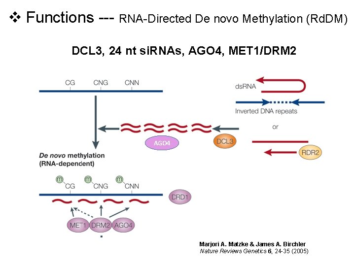 v Functions --- RNA-Directed De novo Methylation (Rd. DM) DCL 3, 24 nt si.