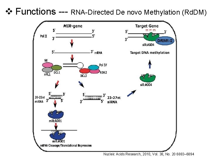 v Functions --- RNA-Directed De novo Methylation (Rd. DM) DRM 1/2 Nucleic Acids Research,