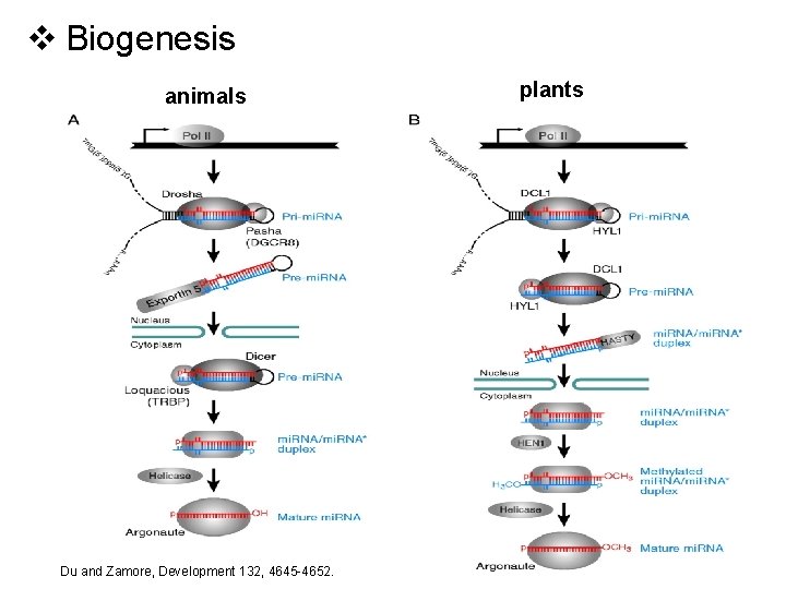 v Biogenesis animals Du and Zamore, Development 132, 4645 -4652. plants 