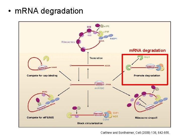  • m. RNA degradation Carthew and Sontheimer, Cell (2009) 136, 642 -655. 