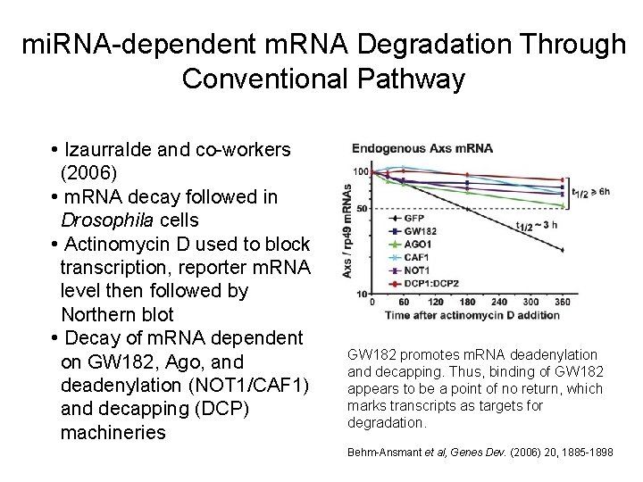 mi. RNA-dependent m. RNA Degradation Through Conventional Pathway • Izaurralde and co-workers (2006) •