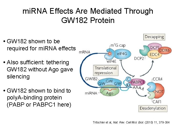 mi. RNA Effects Are Mediated Through GW 182 Protein • GW 182 shown to