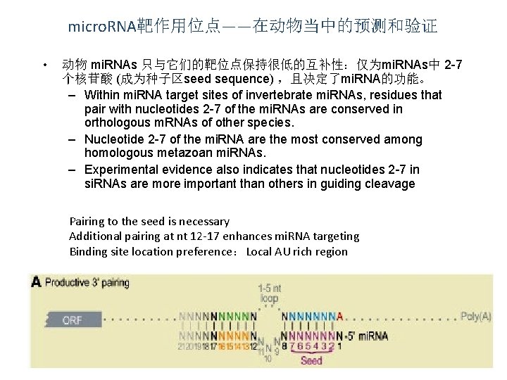 micro. RNA靶作用位点——在动物当中的预测和验证 • 动物 mi. RNAs 只与它们的靶位点保持很低的互补性：仅为mi. RNAs中 2 -7 个核苷酸 (成为种子区seed sequence) ，且决定了mi.