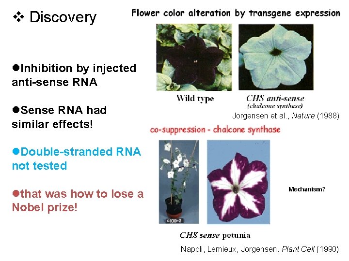 v Discovery l. Inhibition by injected anti-sense RNA l. Sense RNA had similar effects!