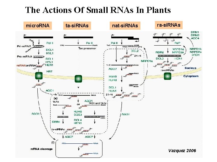 The Actions Of Small RNAs In Plants micro. RNA ta-si. RNAs nat-si. RNAs ra-si.