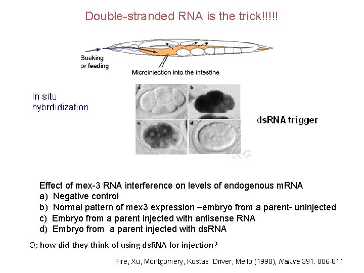 Double-stranded RNA is the trick!!!!! Effect of mex-3 RNA interference on levels of endogenous