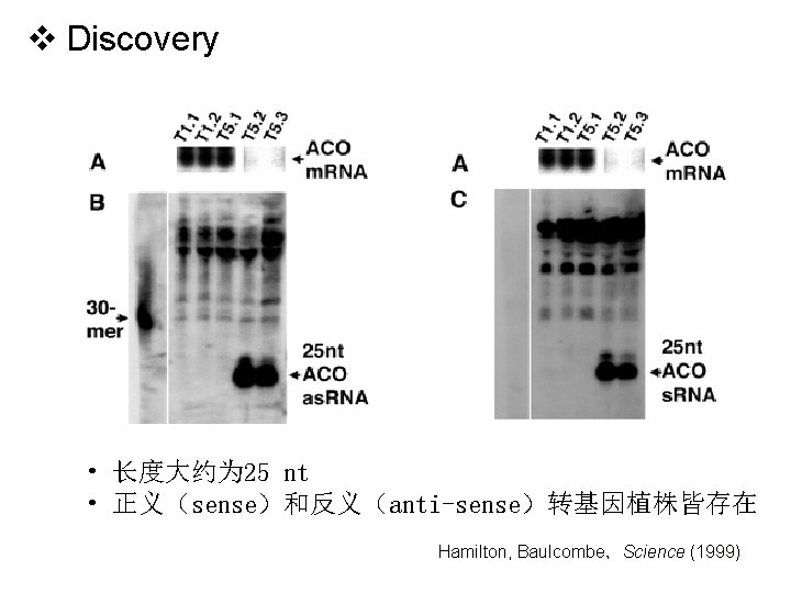 v Discovery • 长度大约为 25 nt • 正义（sense）和反义（anti-sense）转基因植株皆存在 Hamilton, Baulcombe，Science (1999) 