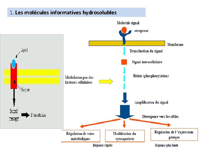 1. Les molécules informatives hydrosolubles 