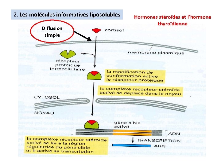 2. Les molécules informatives liposolubles Diffusion simple Hormones stéroïdes et l’hormone thyroïdienne 