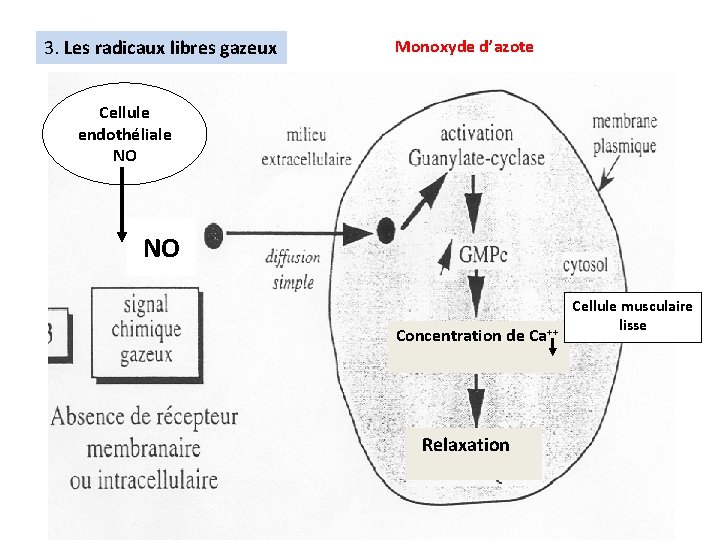 3. Les radicaux libres gazeux Monoxyde d’azote Cellule endothéliale NO NO Concentration de Ca++
