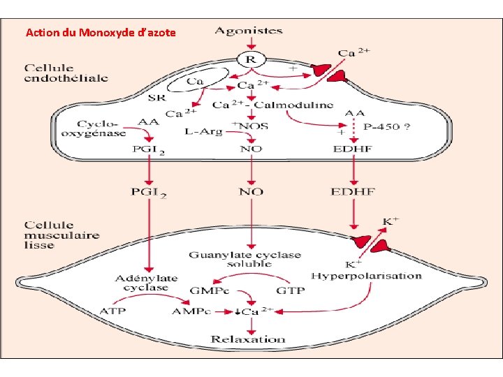 Action du Monoxyde d’azote Action du Monoxyde d’azote