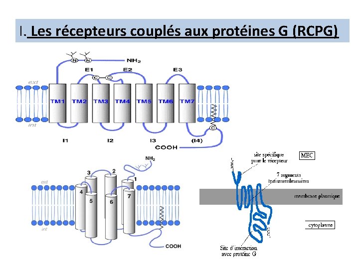 I. Les récepteurs couplés aux protéines G (RCPG) 