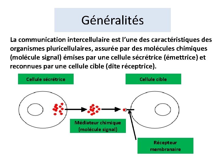 Généralités La communication intercellulaire est l’une des caractéristiques des organismes pluricellulaires, assurée par des
