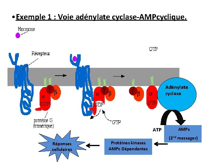  • Exemple 1 : Voie adénylate cyclase-AMPcyclique. Adénylate cyclase ATP Réponses cellulaires Protéines