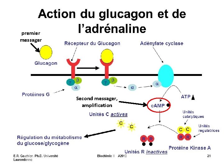 2. Les récepteurs enzymes (à activité enzymatique) premier messager Second messager, amplification 