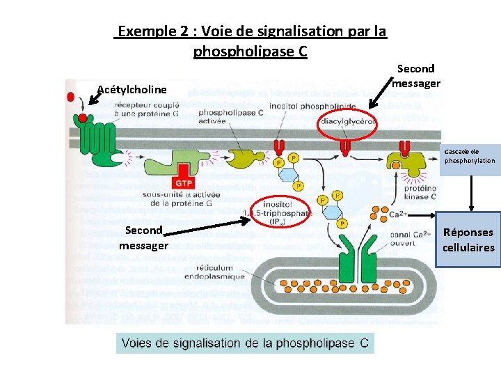 Exemple 2 : Voie de signalisation par la phospholipase C Acétylcholine Second messager Cascade