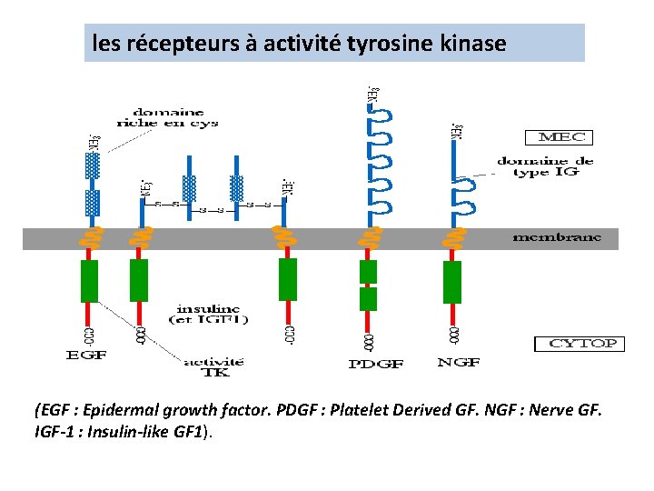 les récepteurs à activité tyrosine kinase (EGF : Epidermal growth factor. PDGF : Platelet