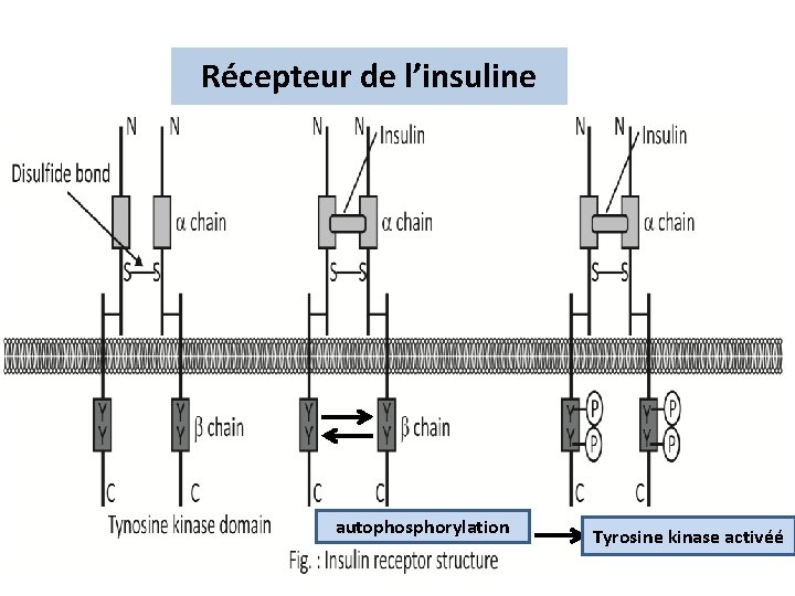Récepteur de l’insuline autophosphorylation Tyrosine kinase activéé 