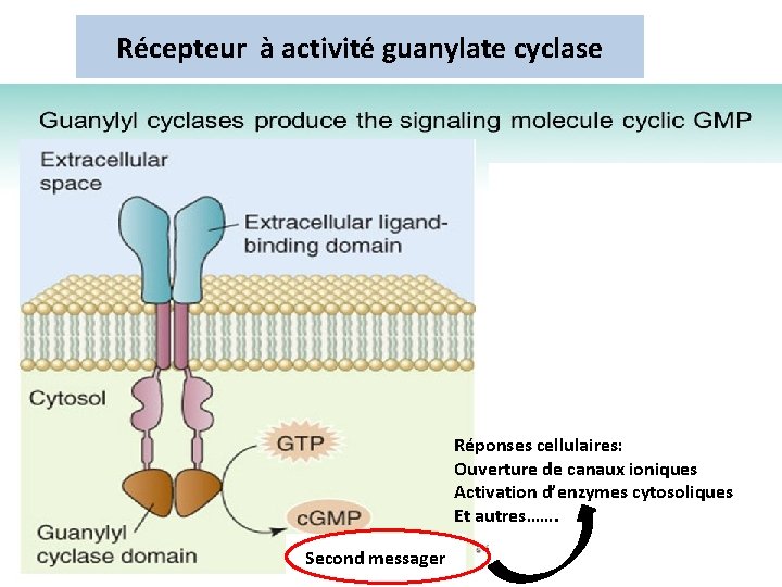 Récepteur à activité guanylate cyclase Réponses cellulaires: Ouverture de canaux ioniques Activation d’enzymes cytosoliques