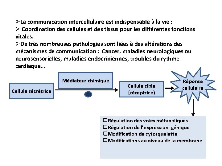 ØLa communication intercellulaire est indispensable à la vie : Ø Coordination des cellules et