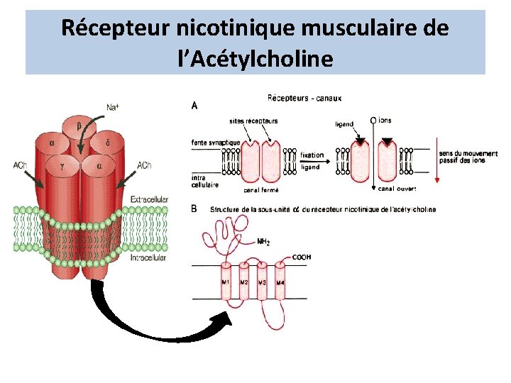 Récepteur nicotinique musculaire de l’Acétylcholine 