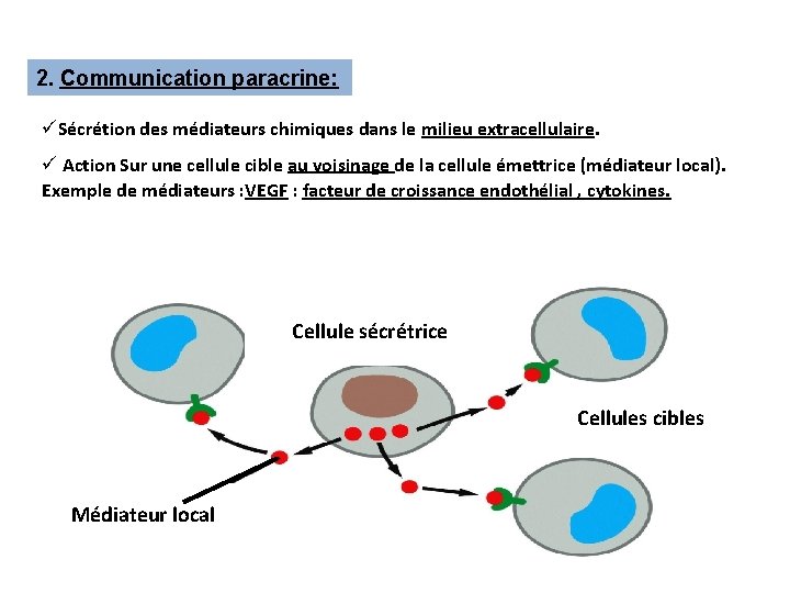 2. Communication paracrine: üSécrétion des médiateurs chimiques dans le milieu extracellulaire. ü Action Sur