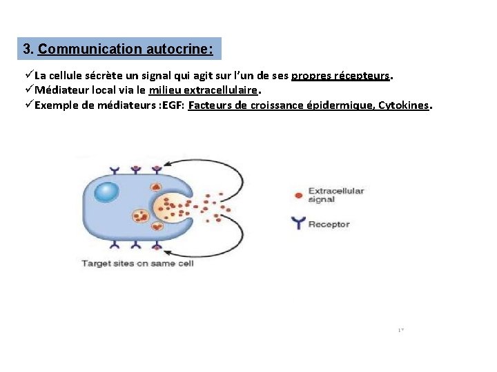 3. Communication autocrine: üLa cellule sécrète un signal qui agit sur l’un de ses