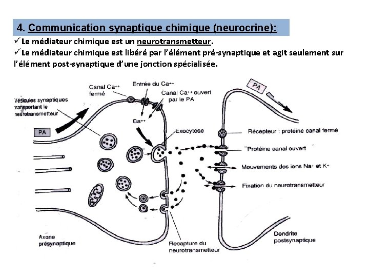 4. Communication synaptique chimique (neurocrine): üLe médiateur chimique est un neurotransmetteur. üLe médiateur chimique