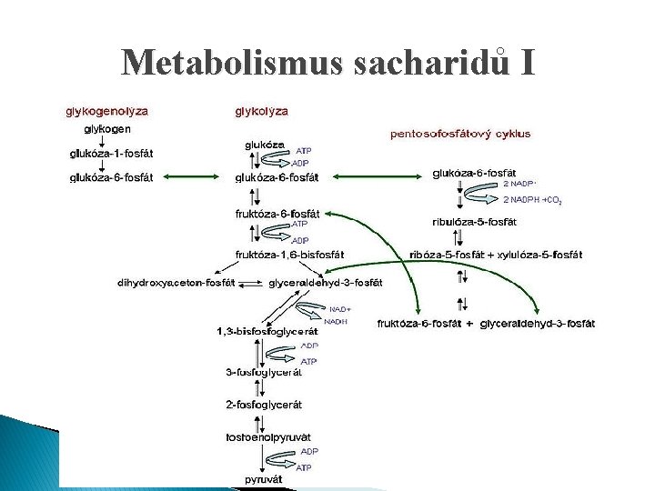 Metabolismus sacharidů I 