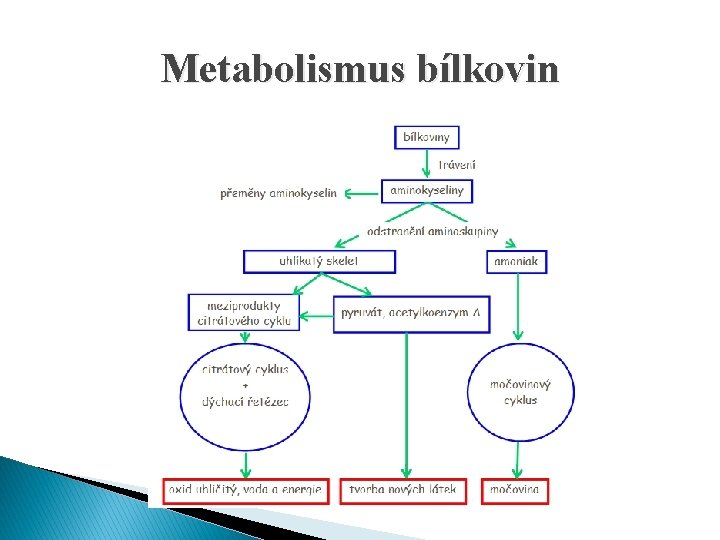 Metabolismus bílkovin 