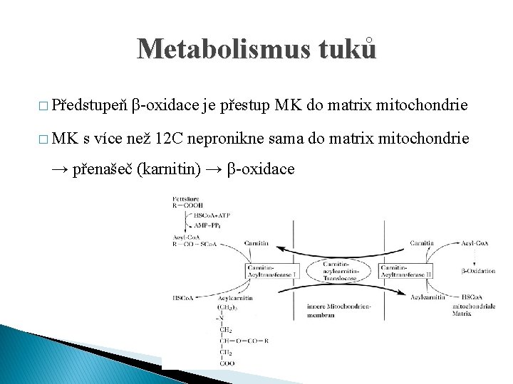 Metabolismus tuků � Předstupeň � MK β-oxidace je přestup MK do matrix mitochondrie s